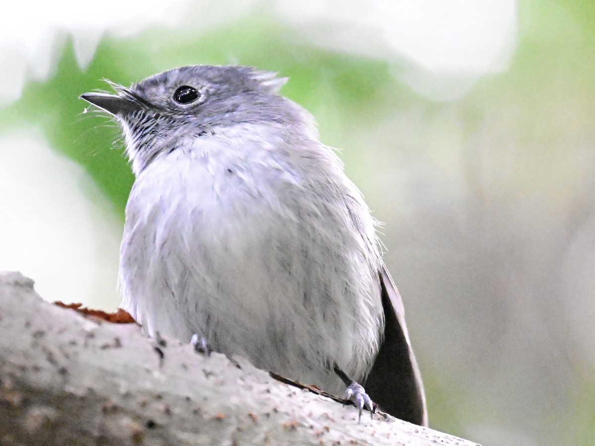 African Crested Flycatcher - ML658635118