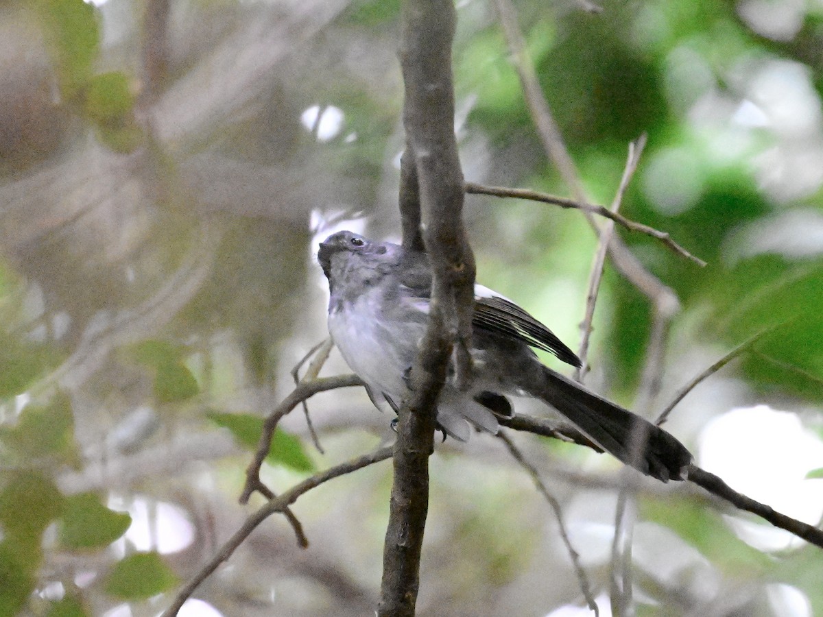 African Crested Flycatcher - ML658635119