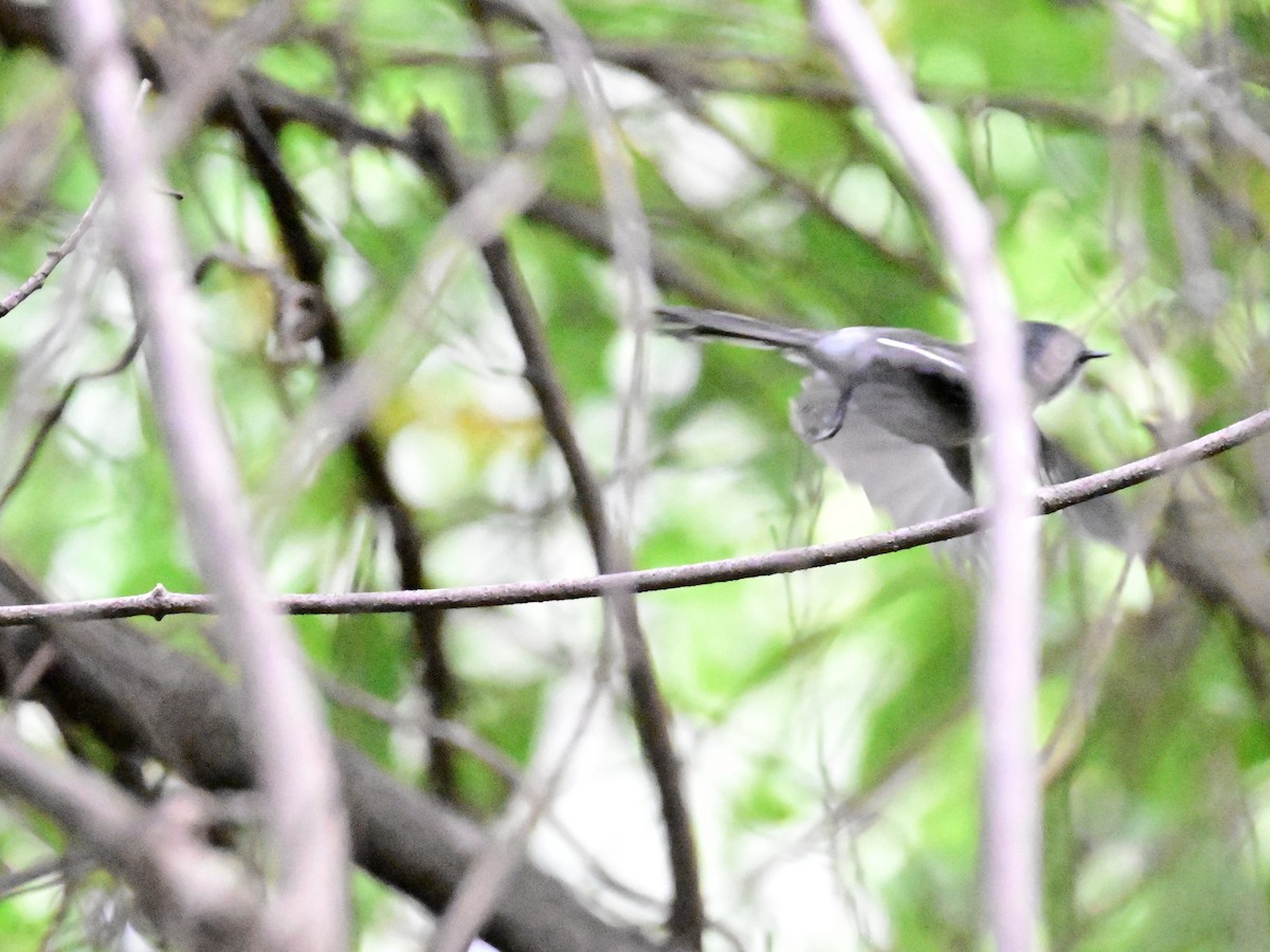 African Crested Flycatcher - ML658635120