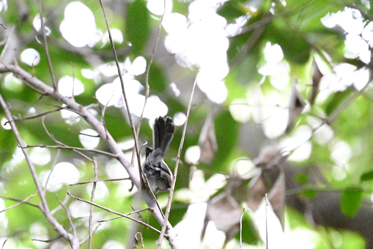 African Crested Flycatcher - ML658635122