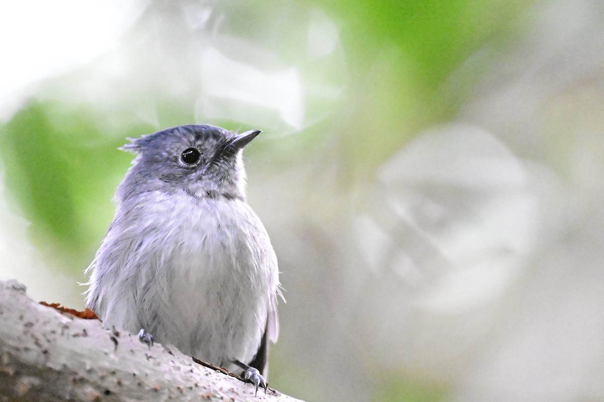 African Crested Flycatcher - ML658635123