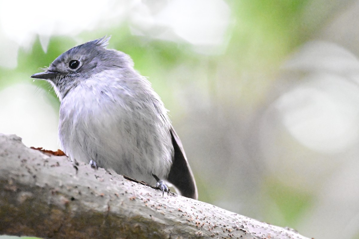 African Crested Flycatcher - ML658635124