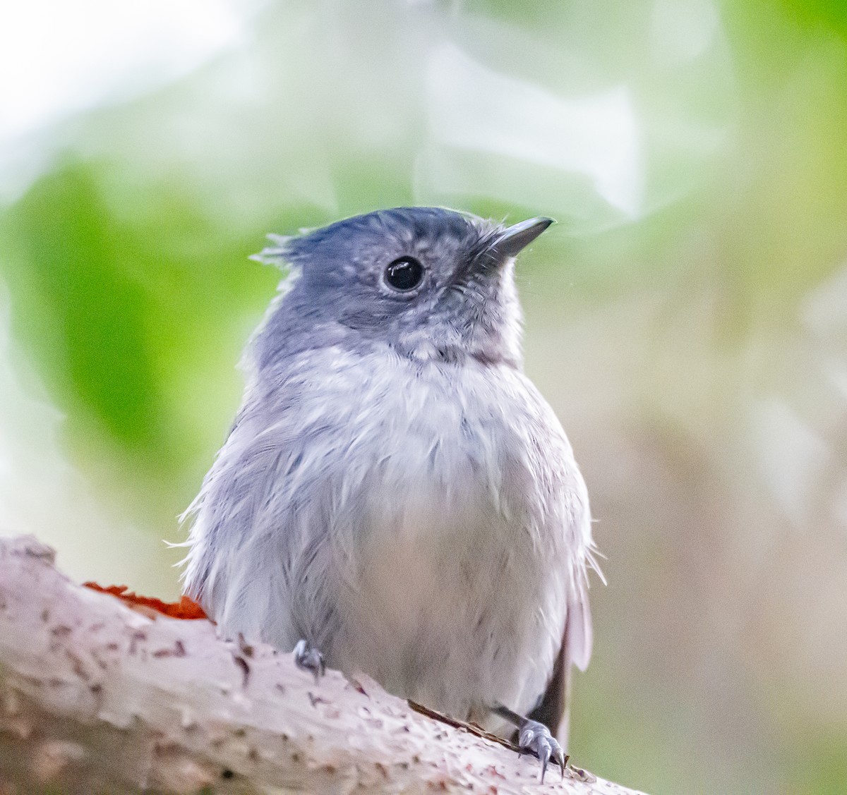 African Crested Flycatcher - ML658635127