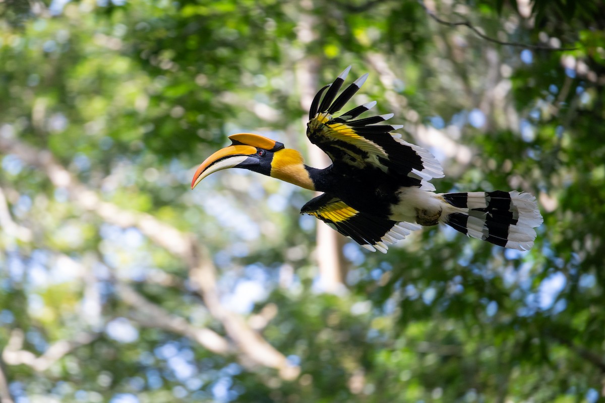 Great Hornbill - ML658638749