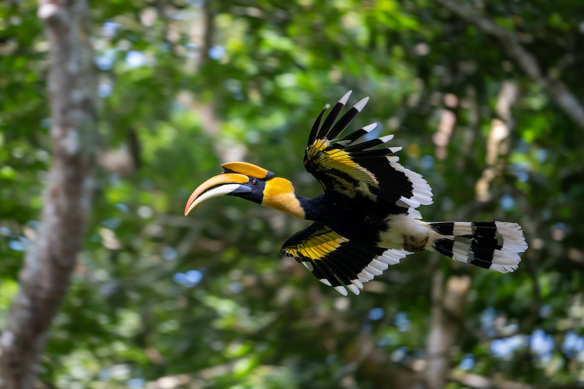 Great Hornbill - ML658638750