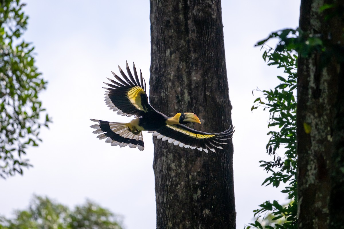 Great Hornbill - ML658638751