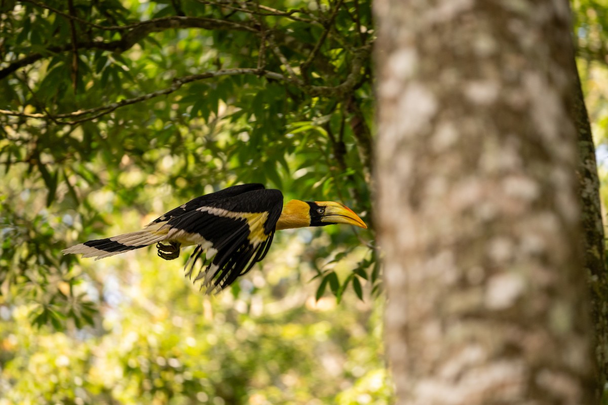 Great Hornbill - ML658638752