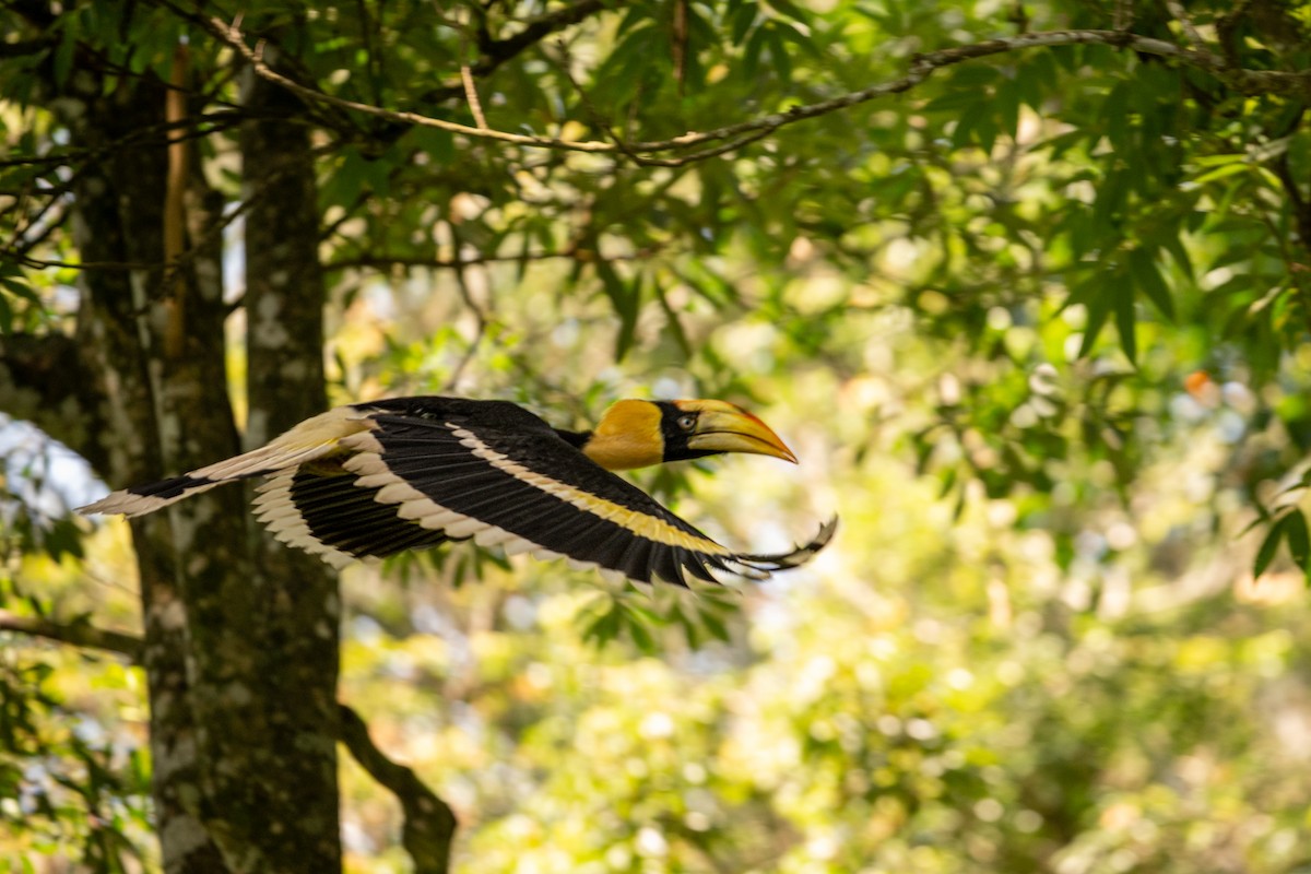 Great Hornbill - ML658638753