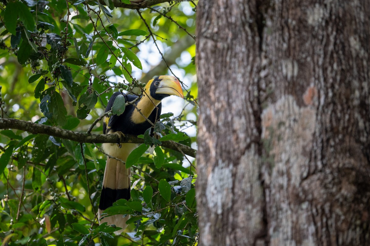 Great Hornbill - ML658638754