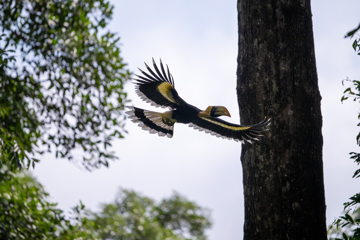 Great Hornbill - ML658638755