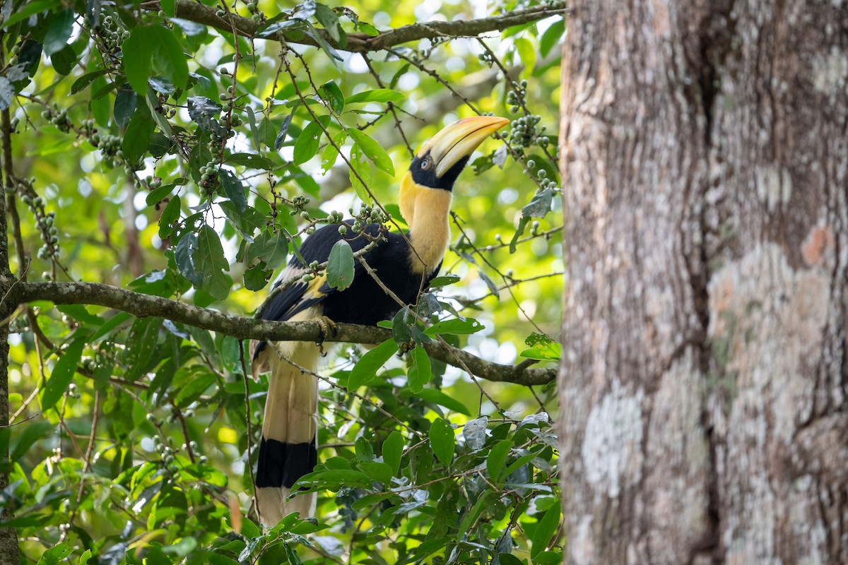Great Hornbill - ML658638756