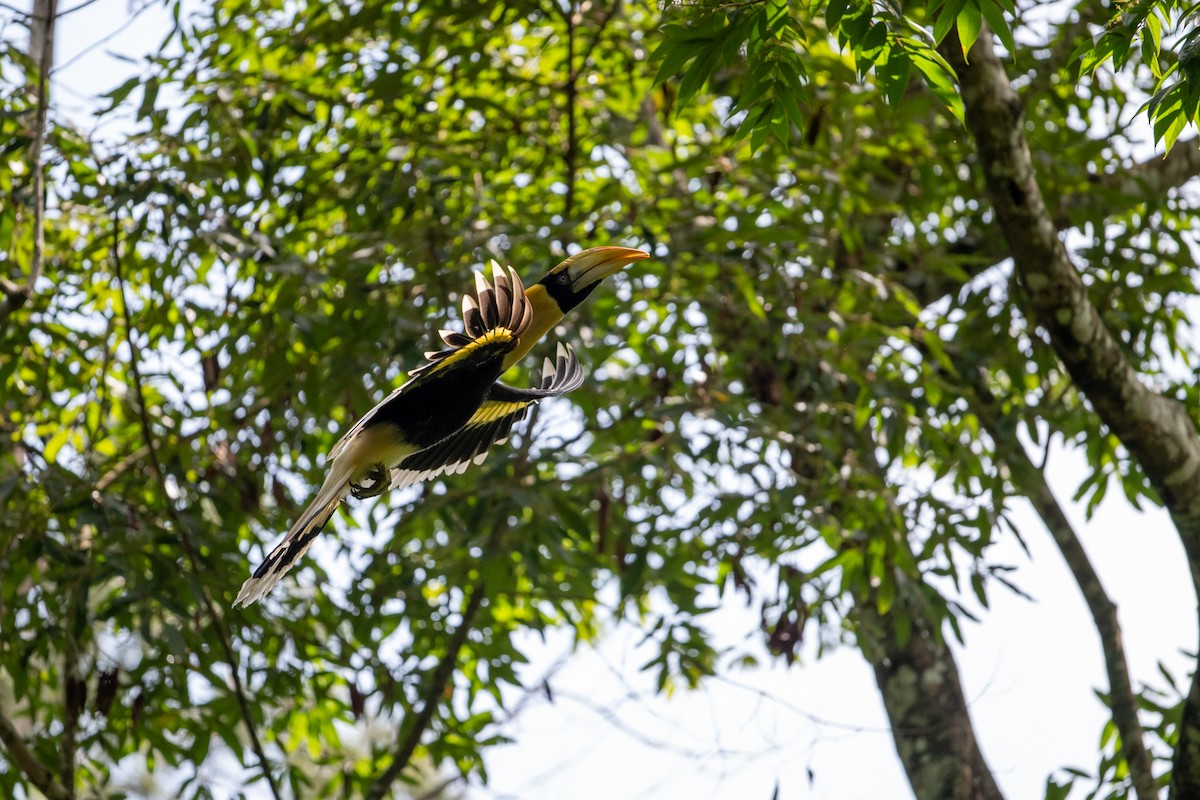 Great Hornbill - ML658638757