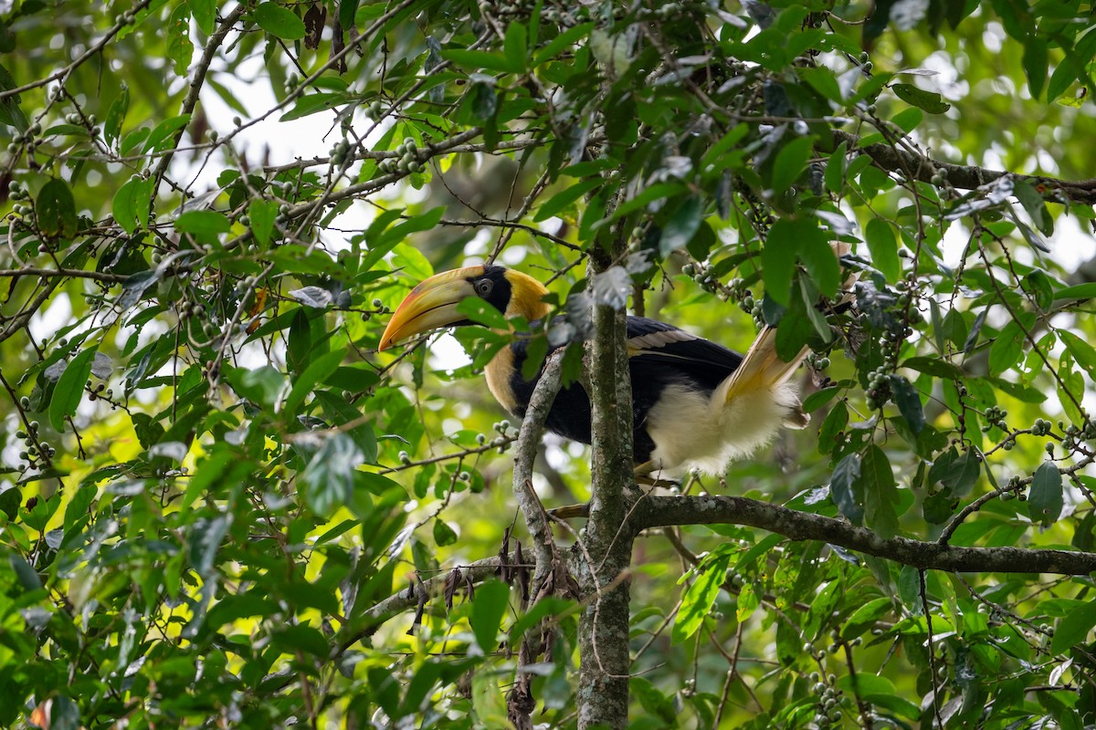 Great Hornbill - ML658638758