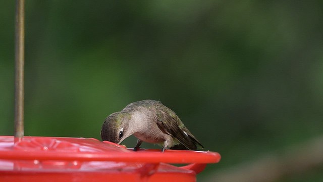 svartstrupekolibri - ML658639292