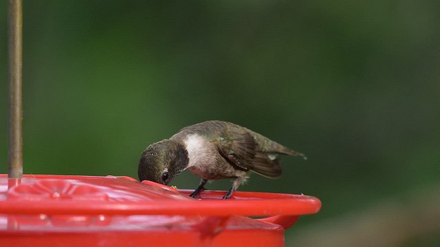 svartstrupekolibri - ML658639346