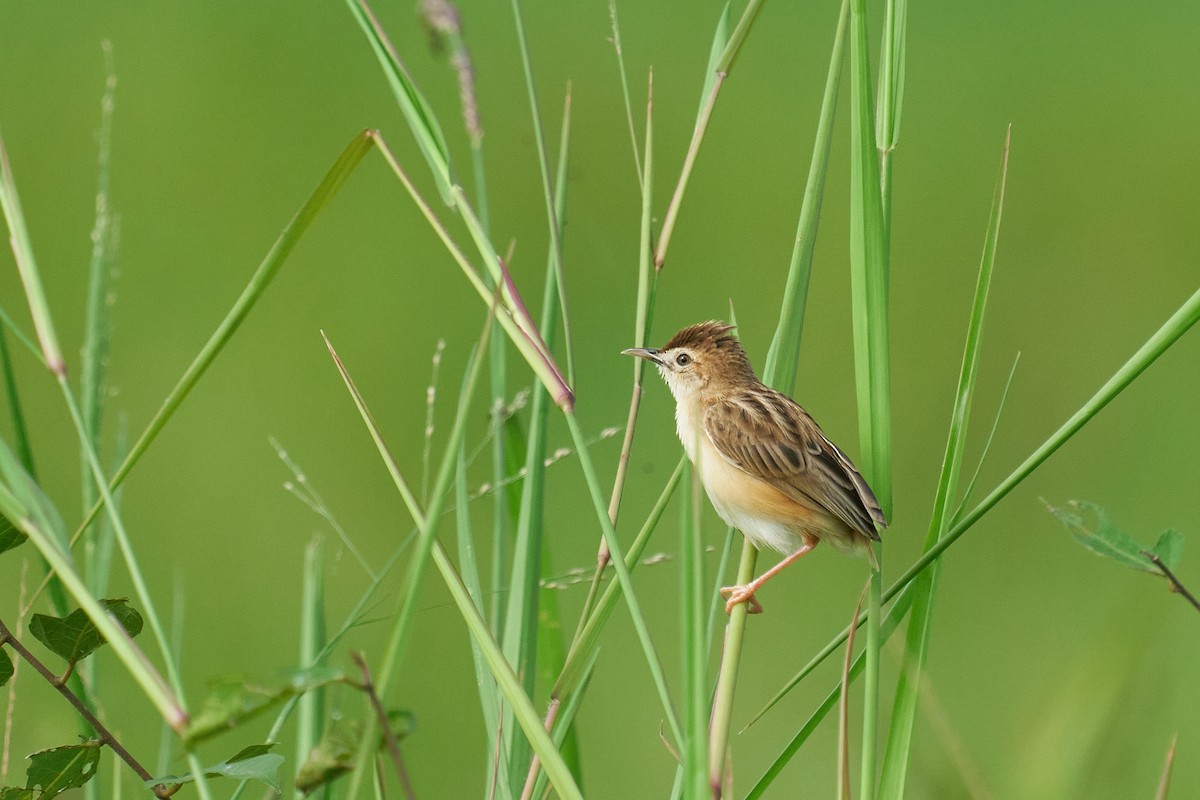 Zitting Cisticola - ML658639775