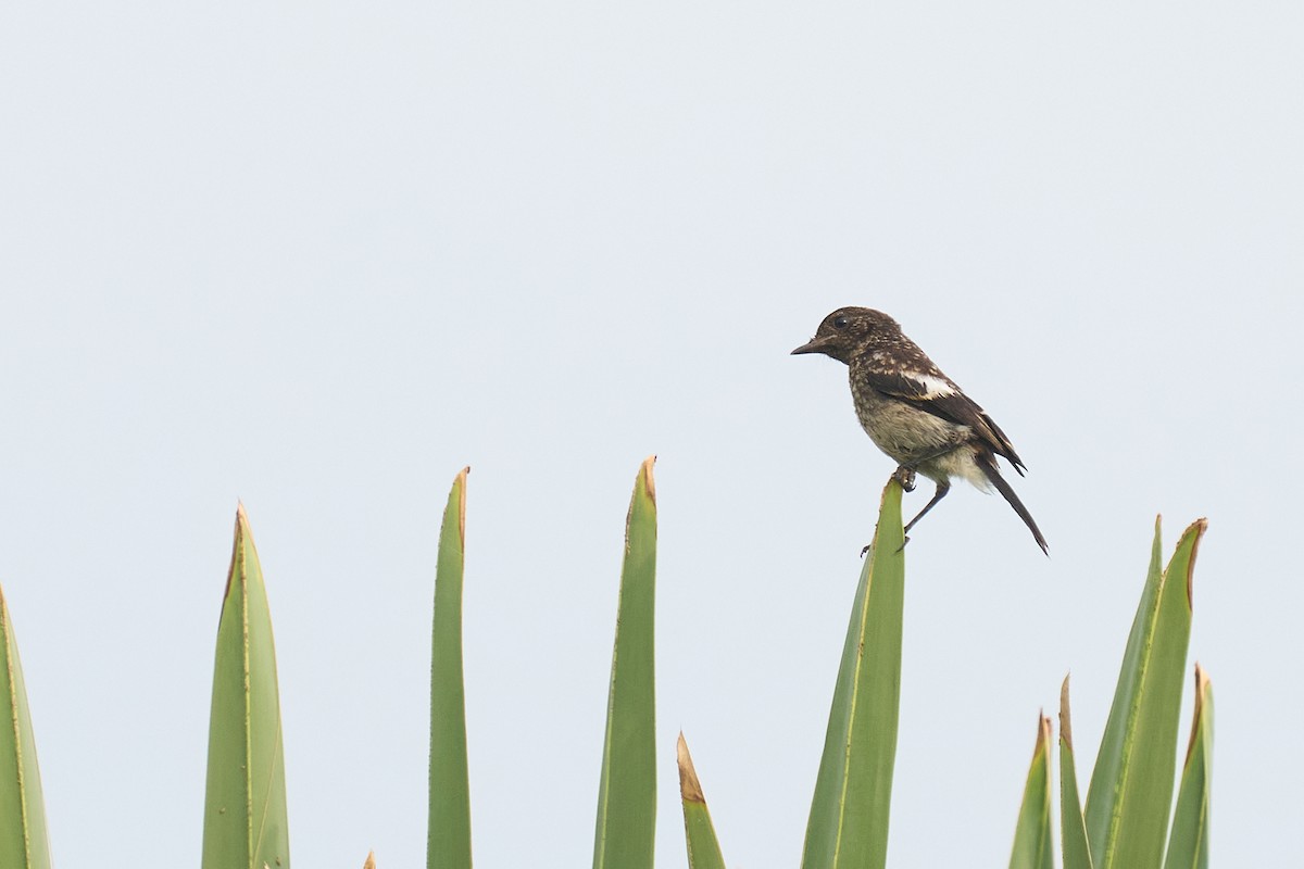 Pied Bushchat - ML658639776