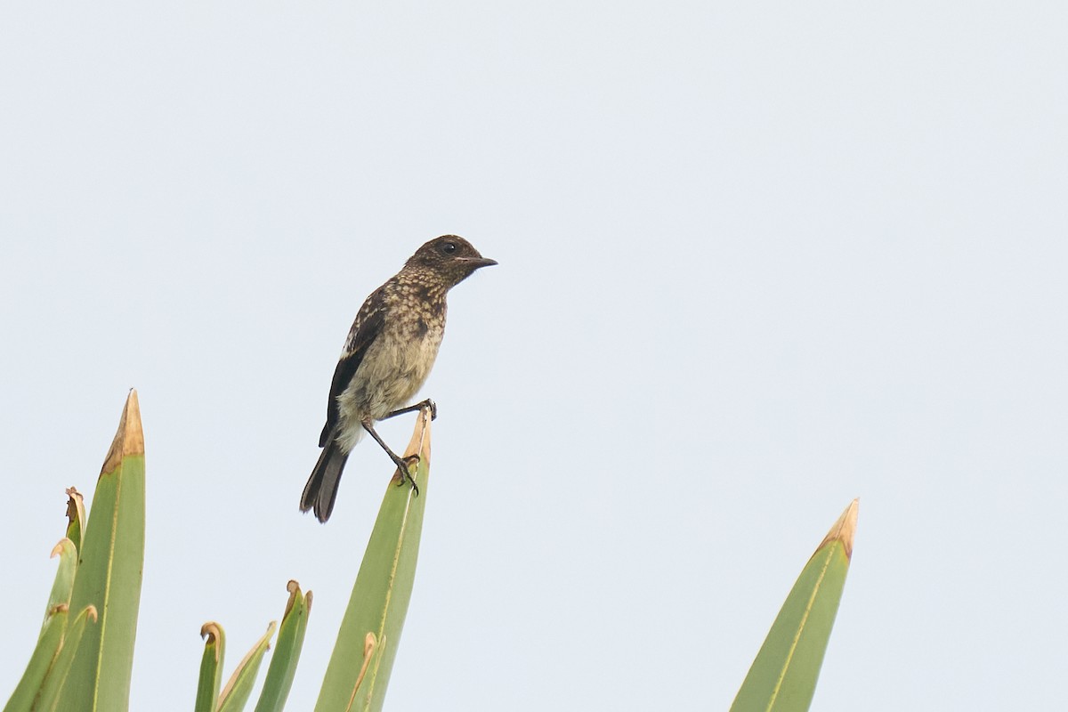 Pied Bushchat - ML658639777