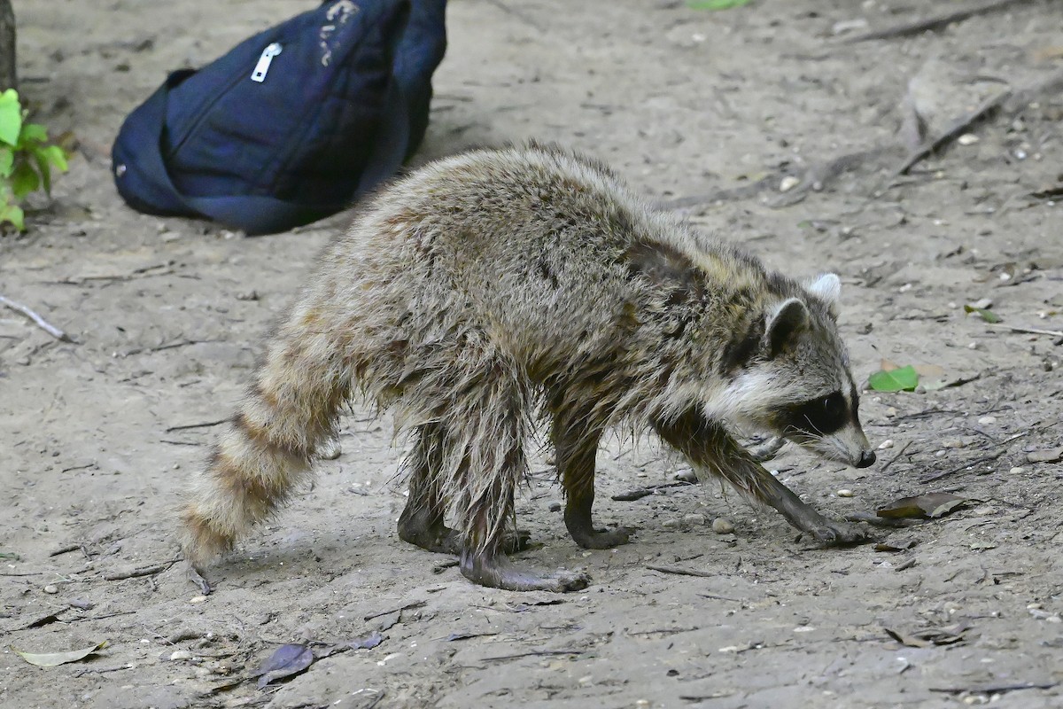 Raccoons - ML658639819