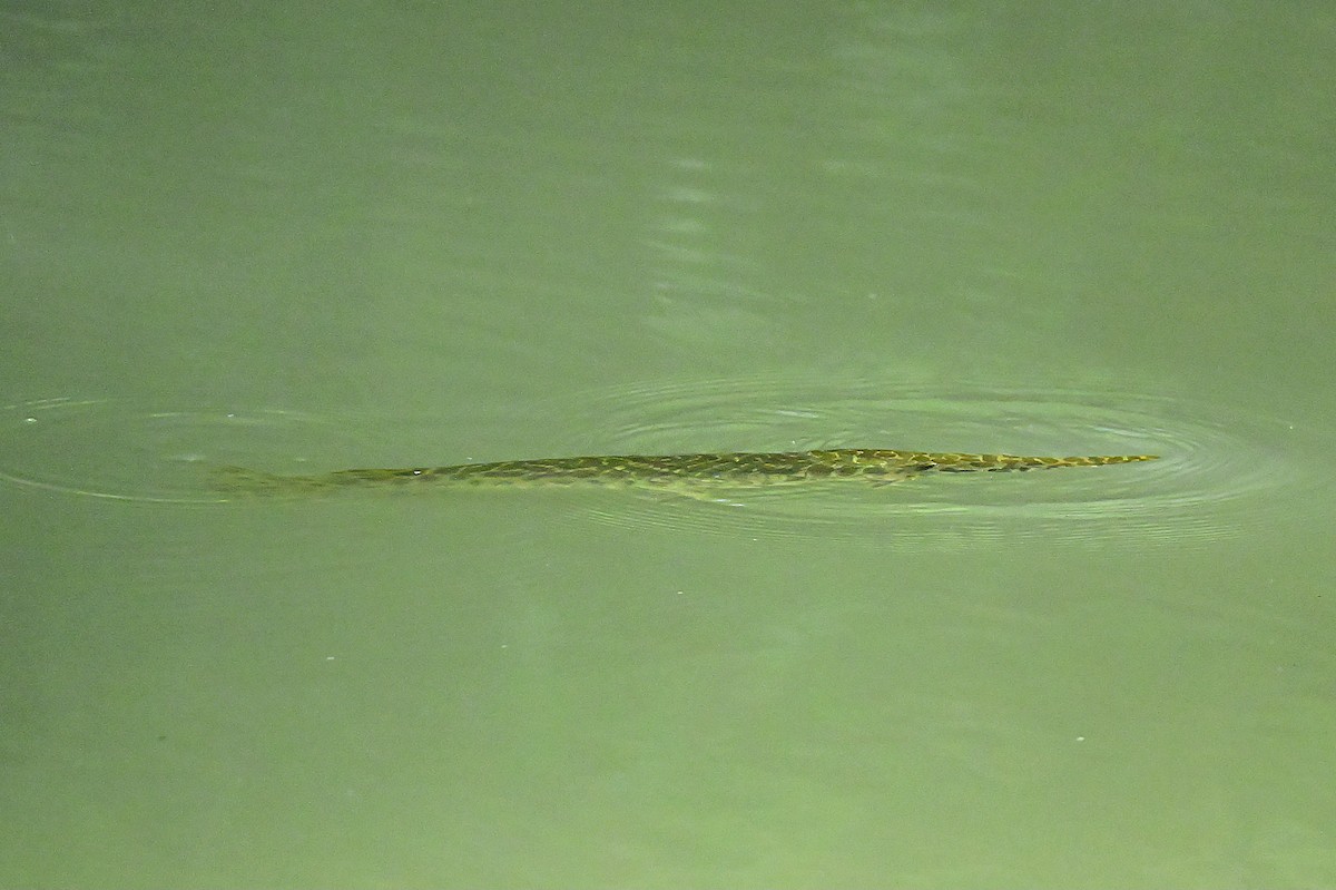 Alligator Gar - ML658639821