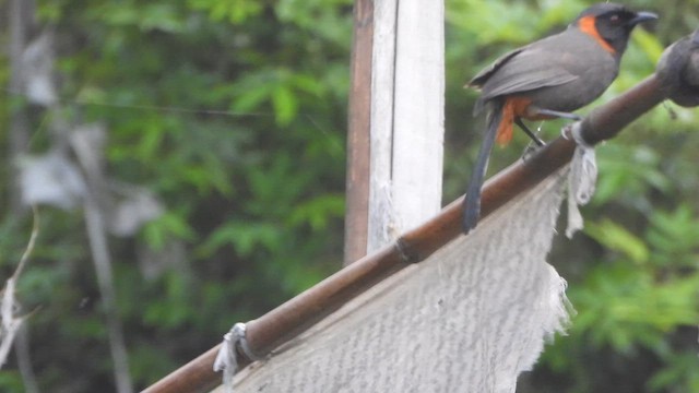 Rufous-necked Laughingthrush - ML658640670