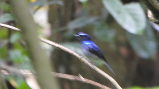 Small Niltava - ML658640716