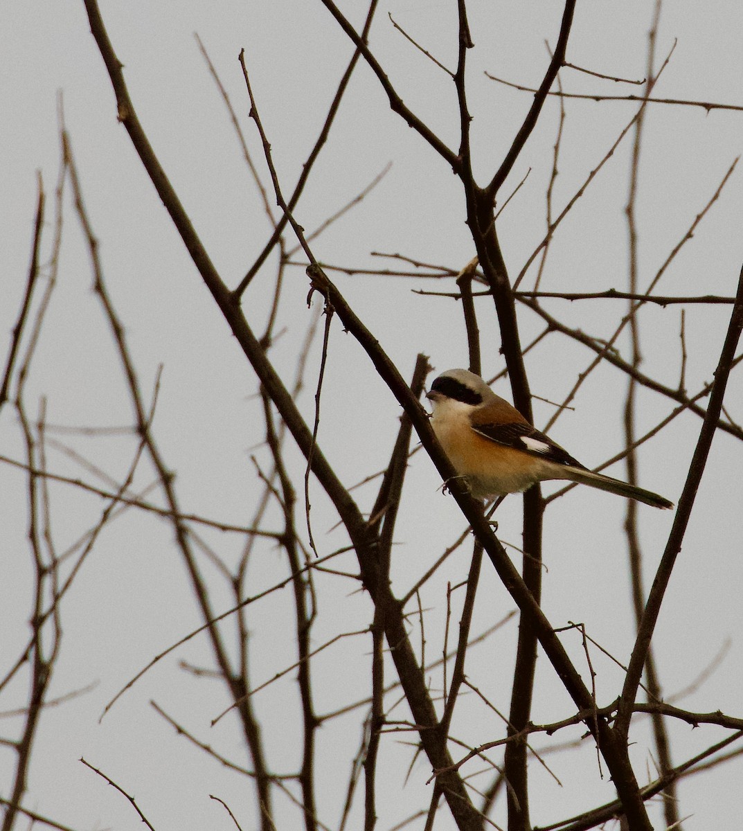 Bay-backed Shrike - ML658640912