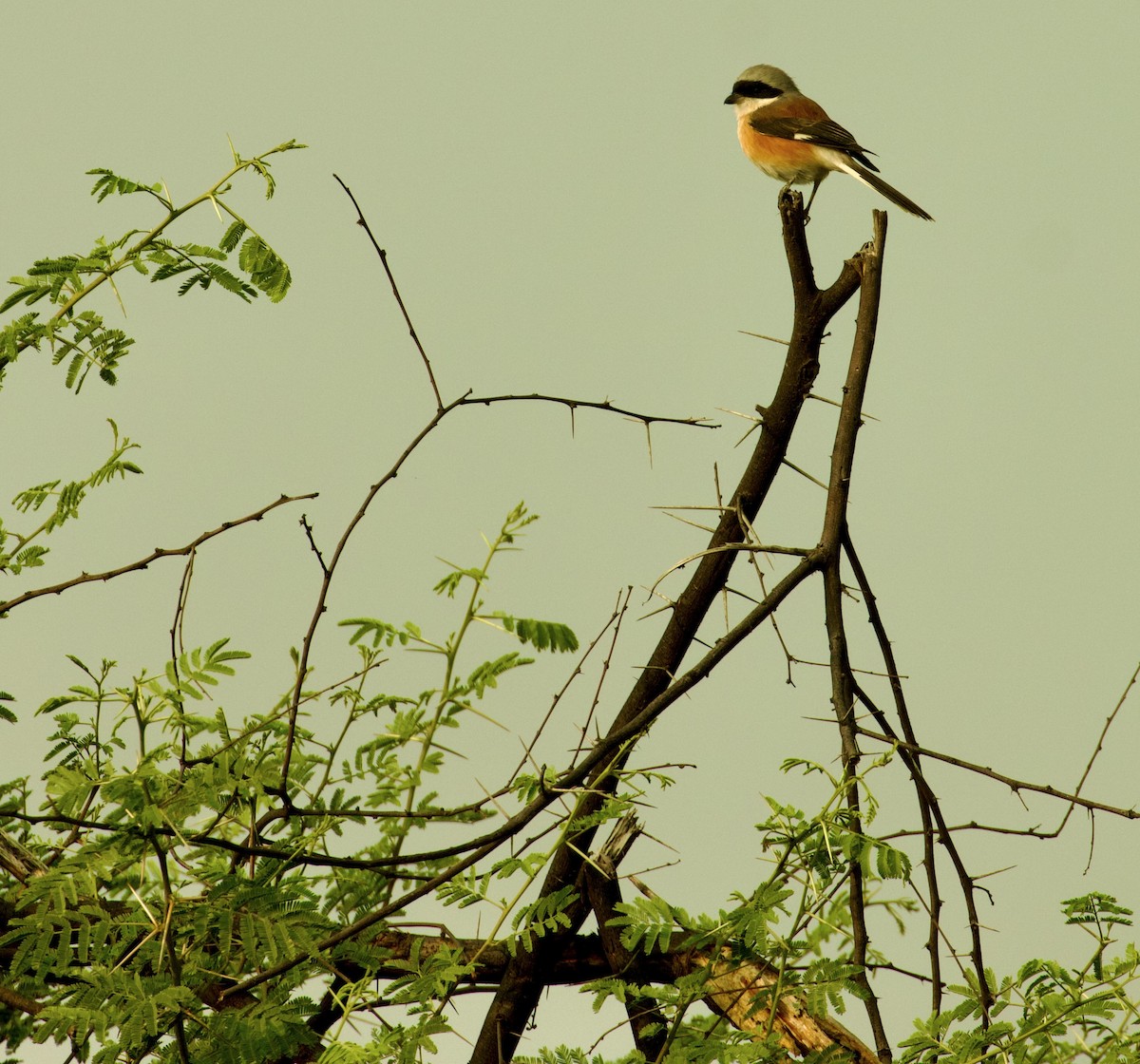 Bay-backed Shrike - ML658640913