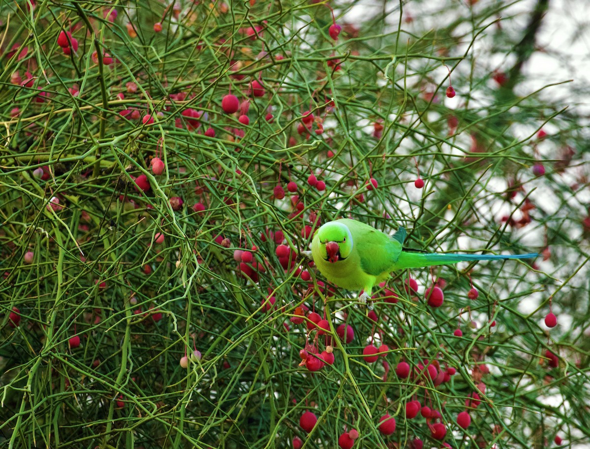 Rose-ringed Parakeet - ML658640916