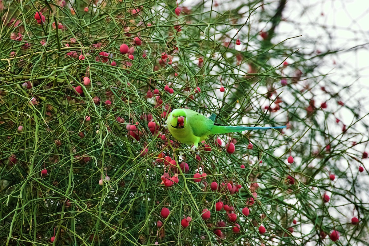 Rose-ringed Parakeet - ML658640918
