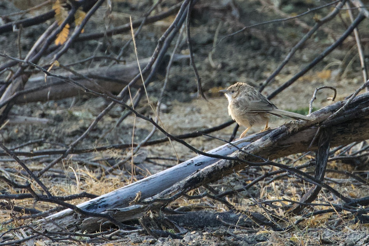 Common Babbler - ML658640923