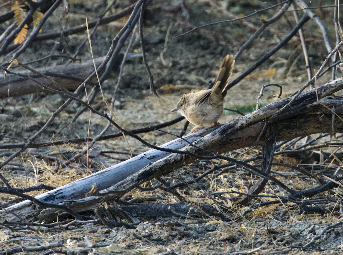 Common Babbler - ML658640925