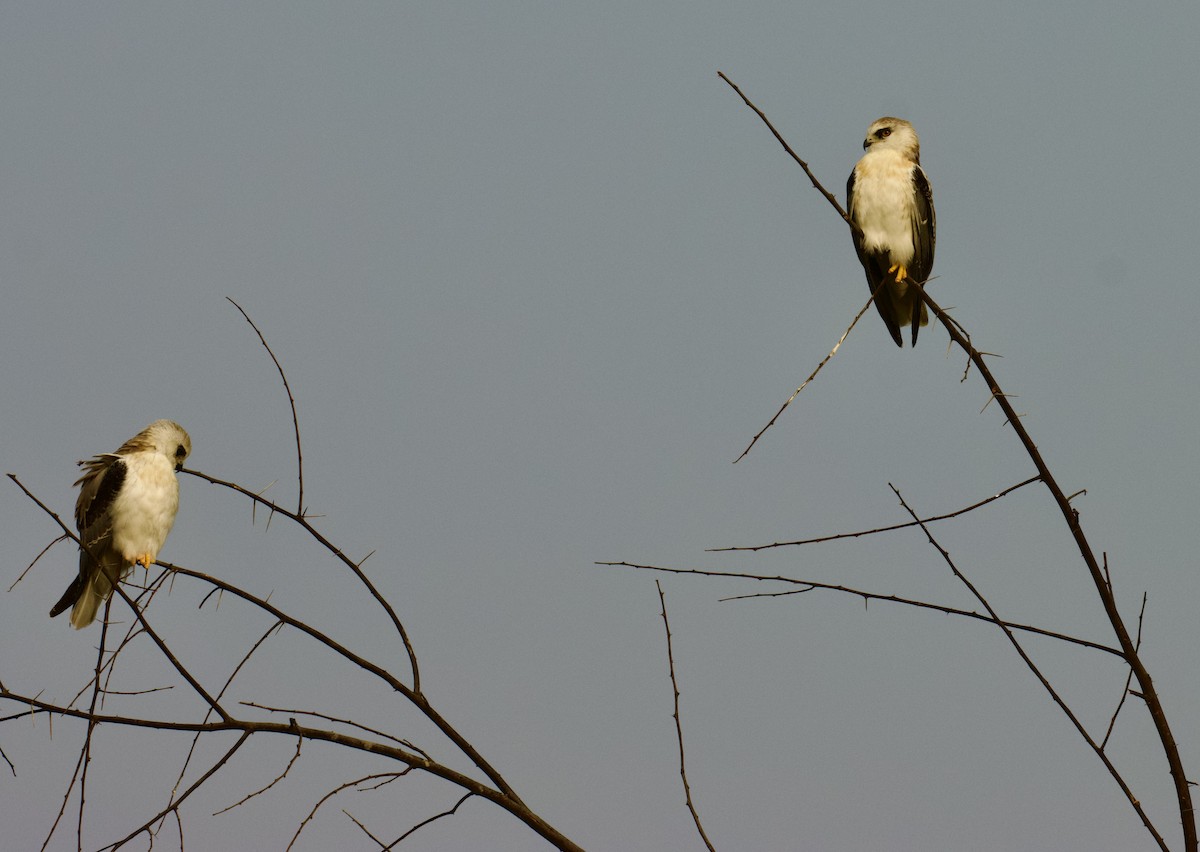 Black-winged Kite - ML658640926