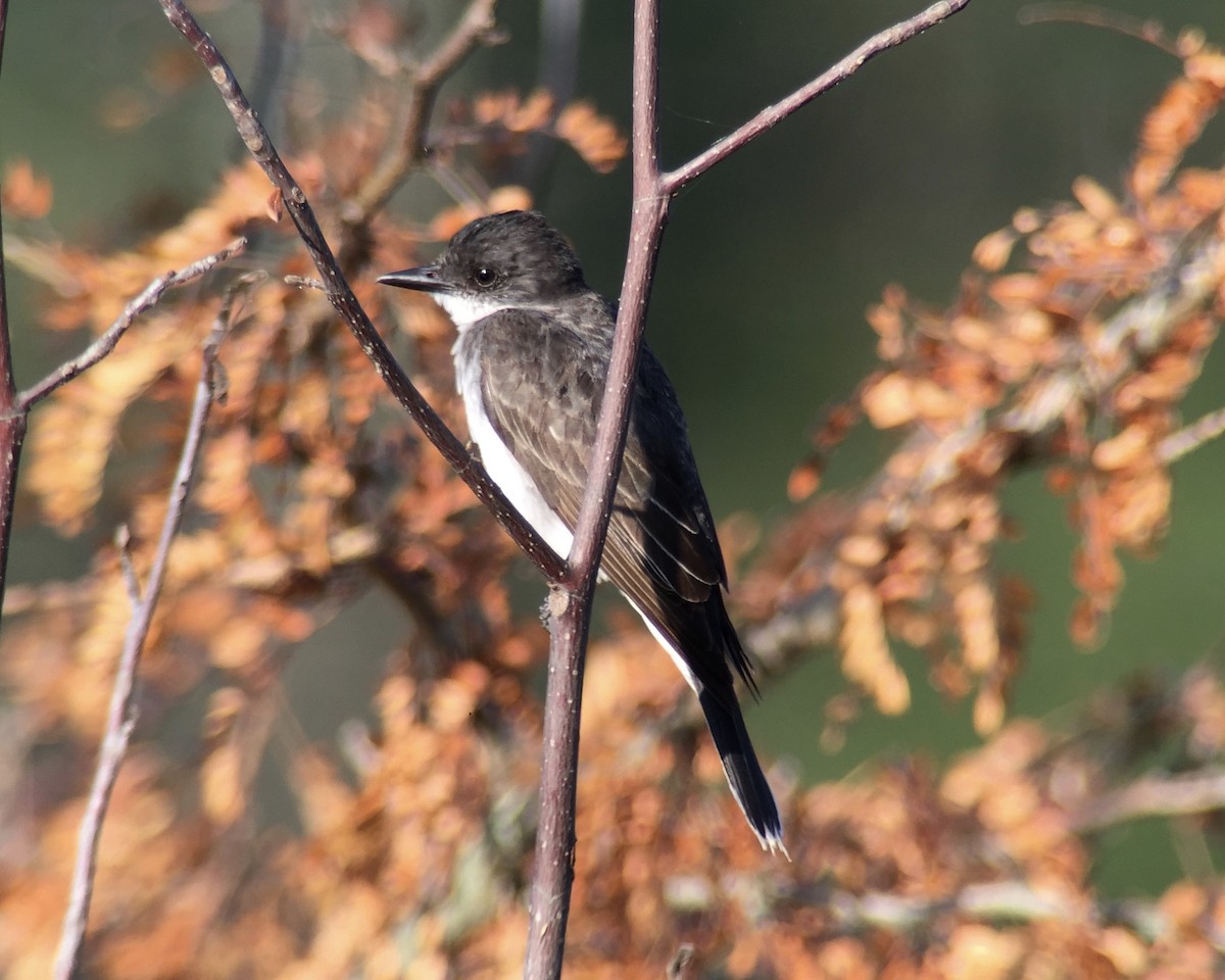 Eastern Kingbird - John Higgins