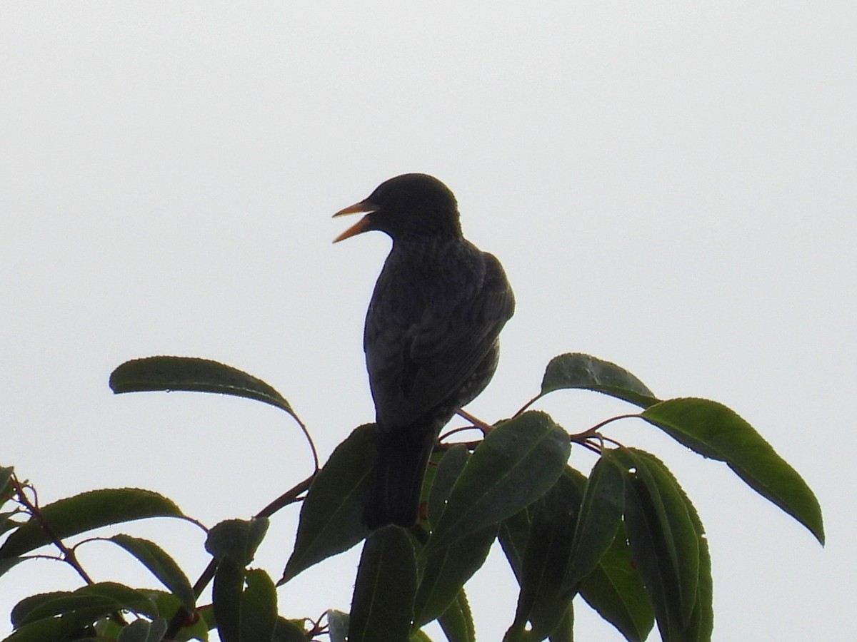 eBird Checklist - 27 May 2026 - Auburn University--Donald E. Davis ...