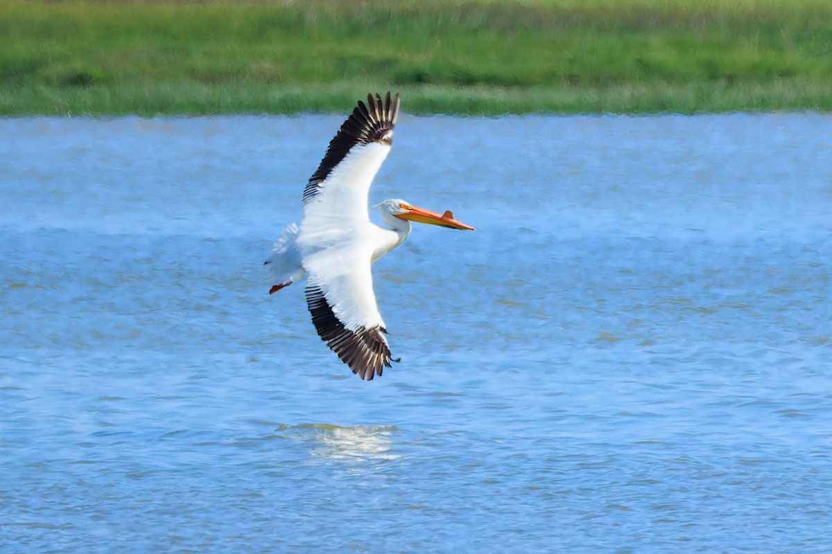 American White Pelican - ML658643177