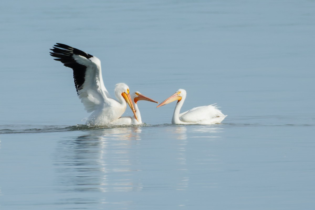 American White Pelican - ML658643178