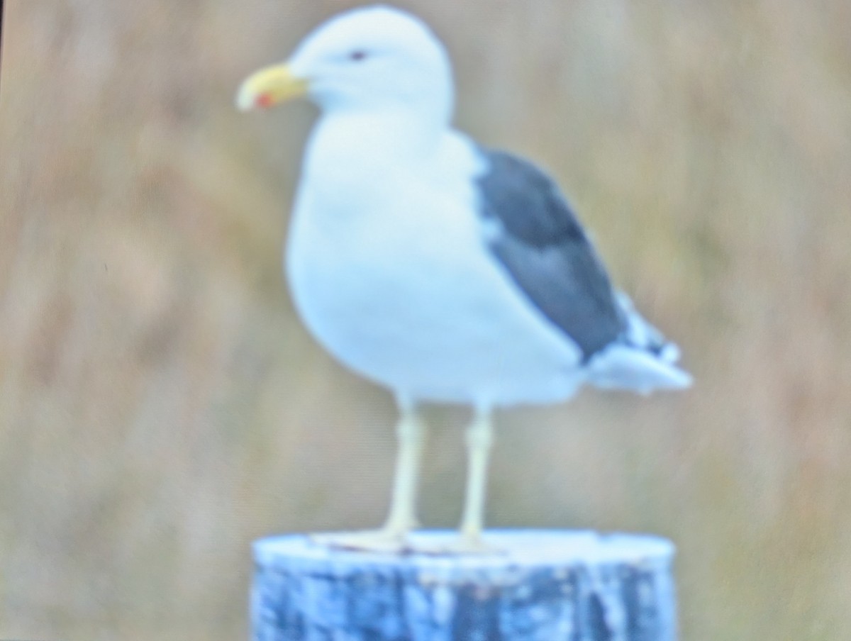 Gaviota Cocinera - ML658643512