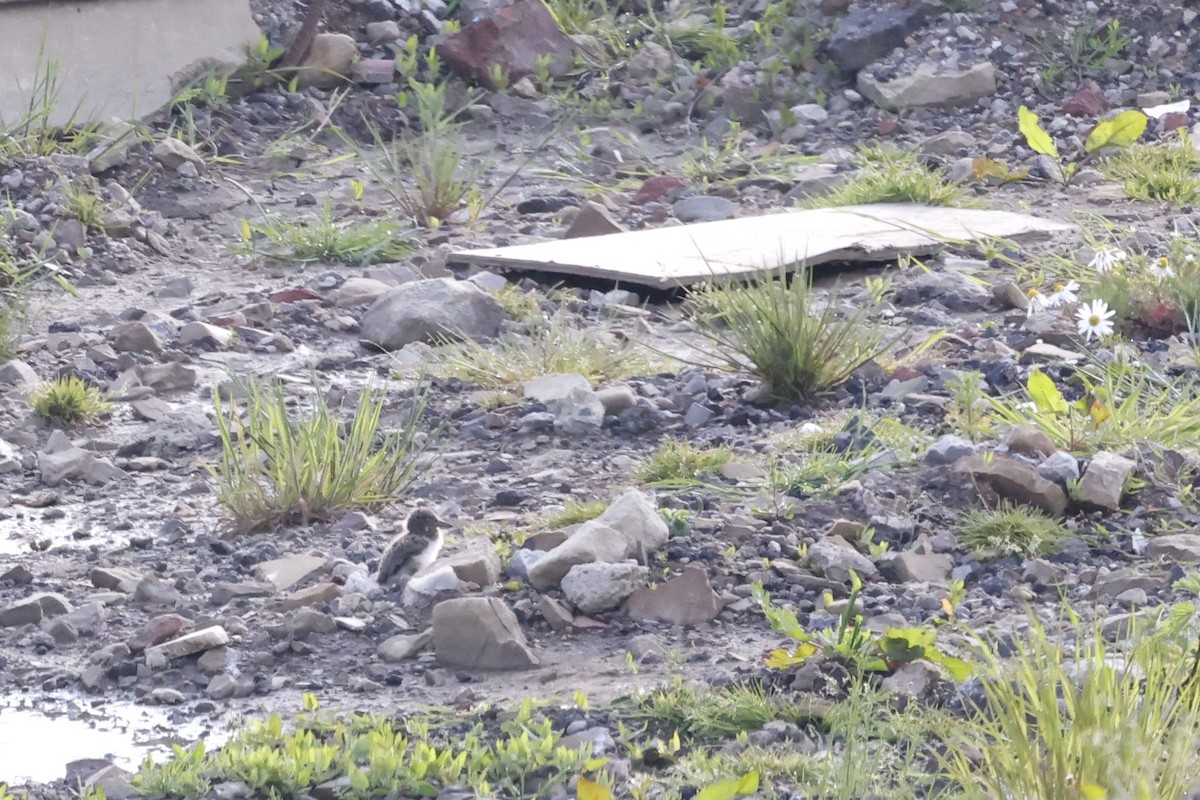 Eurasian Oystercatcher (Western) - ML658644879