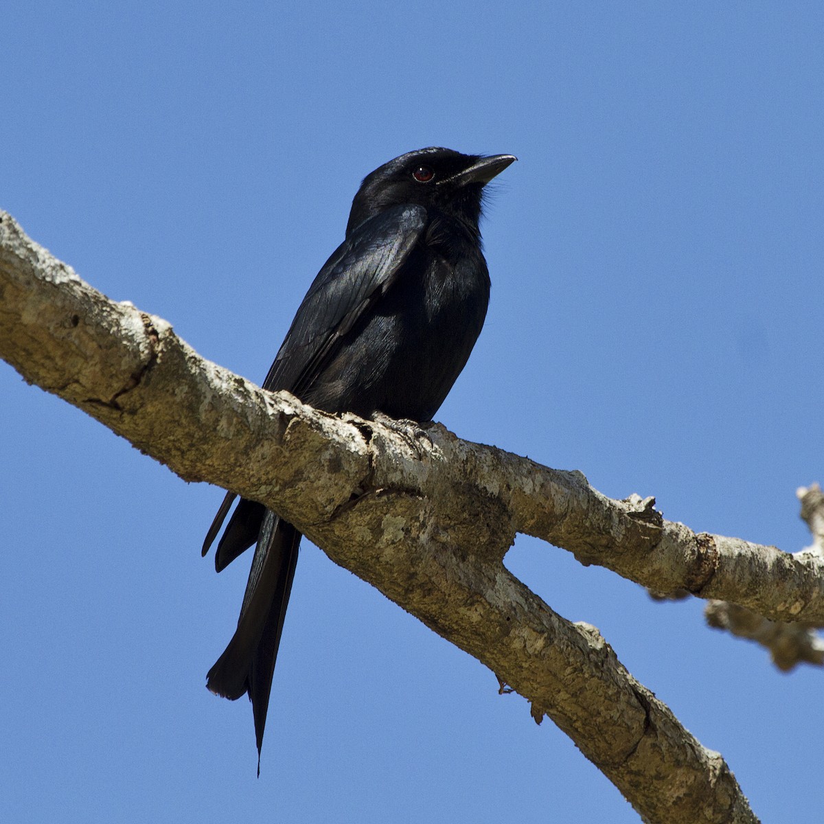 Fork-tailed Drongo - ML658645522