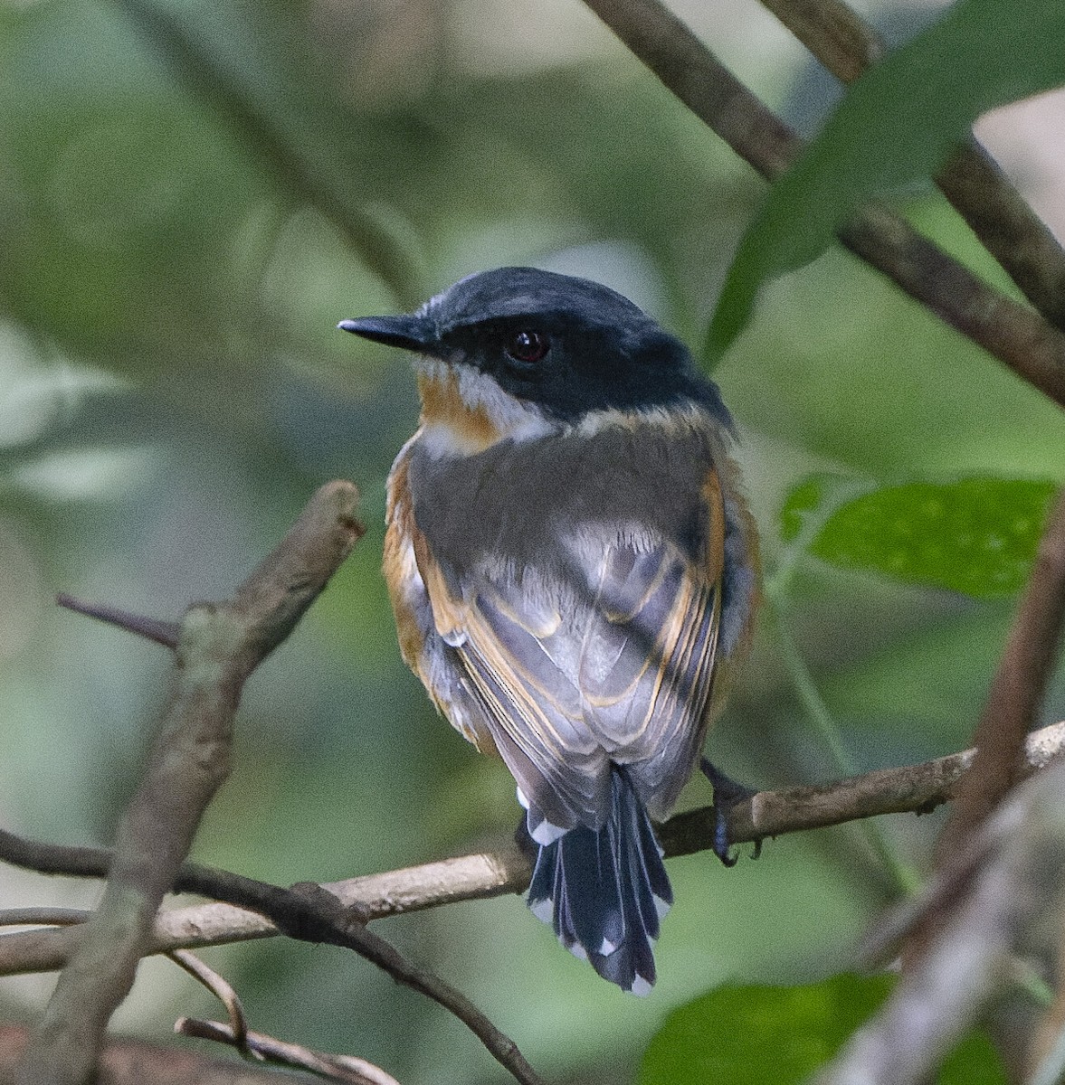Cape Batis - ML658645951
