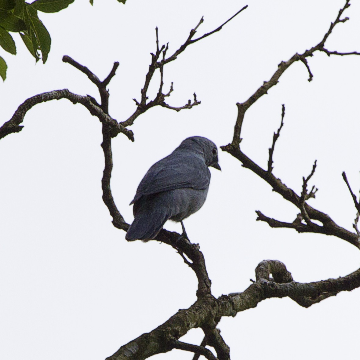 Gray Cuckooshrike - ML658645995