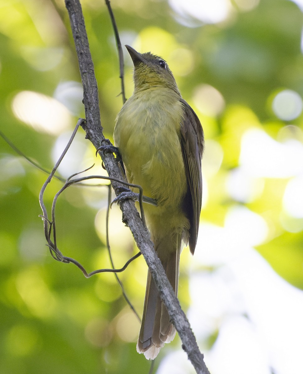 Yellow-bellied Greenbul - ML658646098