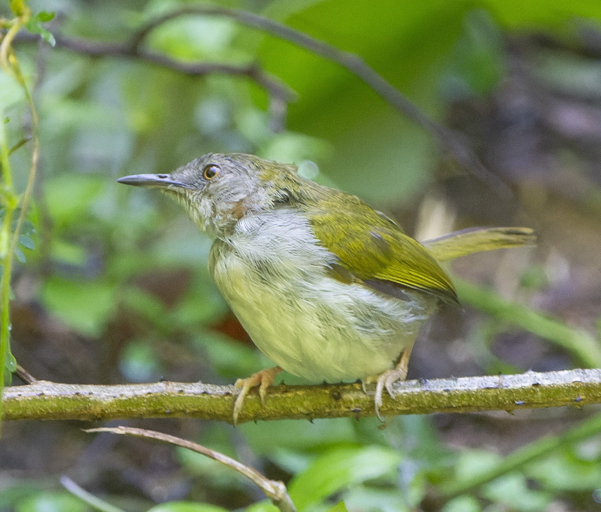 Green-backed Camaroptera - ML658646600
