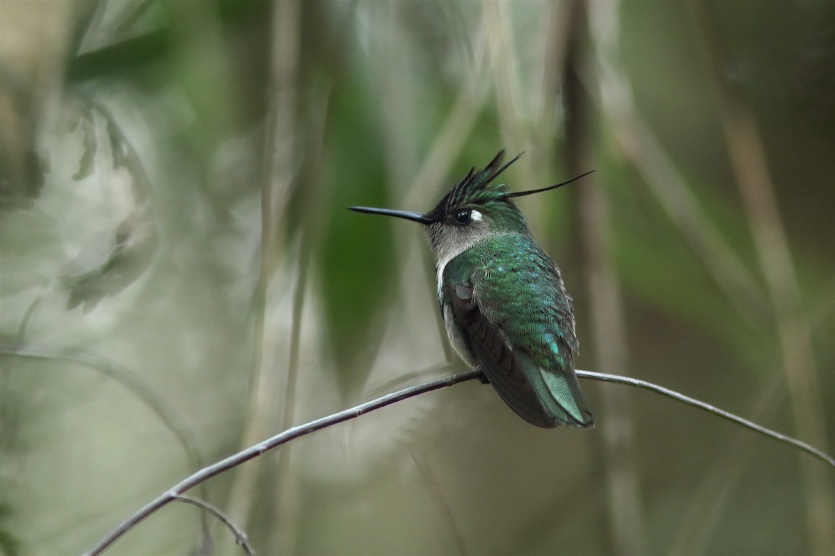kolibřík paraguayský - ML65864901