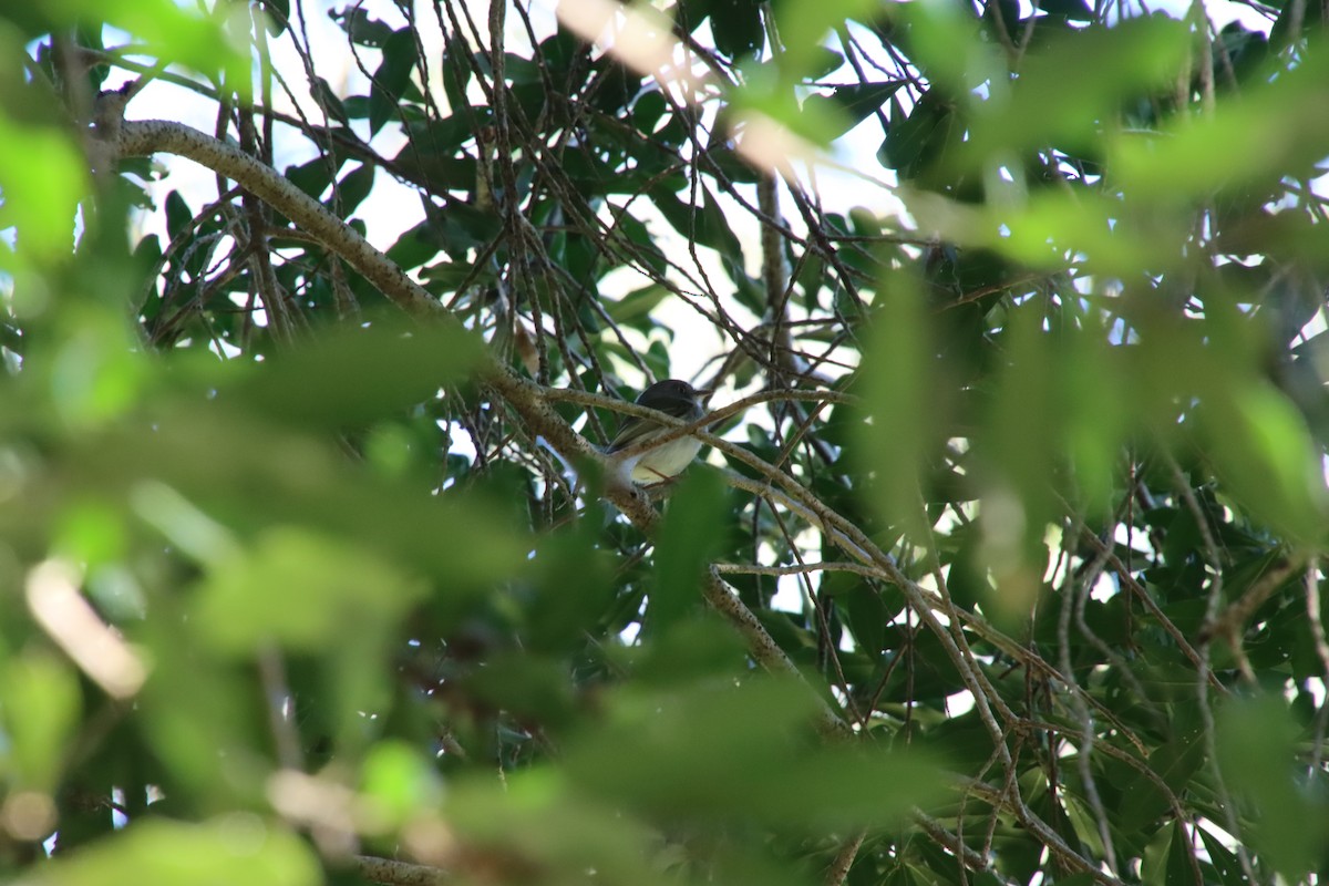 Pearly-vented Tody-Tyrant - ML658649489
