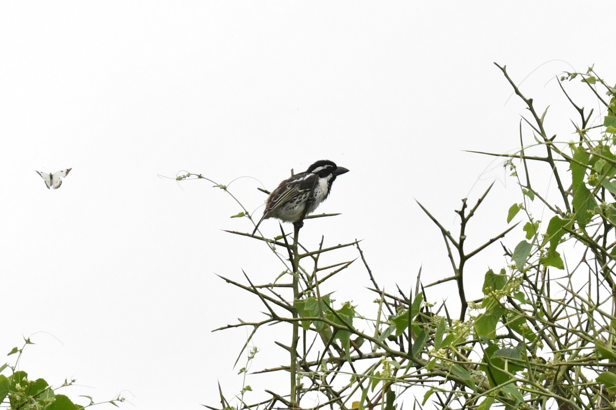 Spot-flanked Barbet - ML658649532