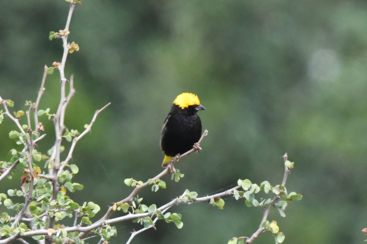 Yellow-crowned Bishop - ML658649916