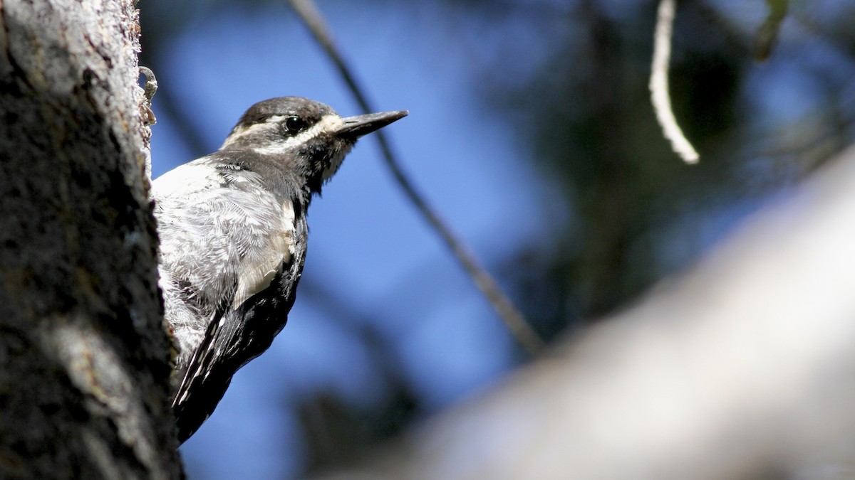 Williamson's Sapsucker - Alex Wiebe