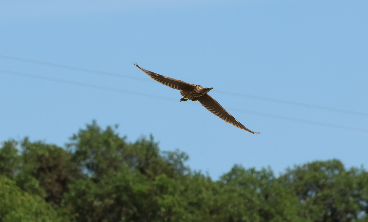American Bittern - ML658655025